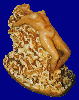 Metamorfosi